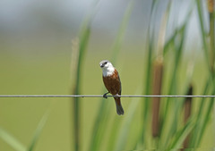 Sporophila palustris