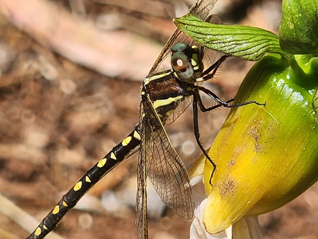 Swamp Tigertail