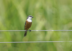 Sporophila palustris