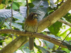 Malacoptila mystacalis