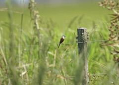 Sporophila palustris