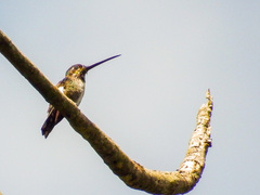 Heliomaster longirostris