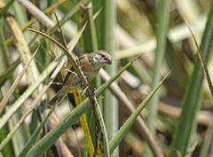 Sporophila palustris