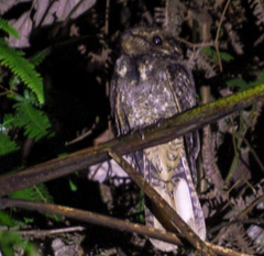 Antrostomus carolinensis