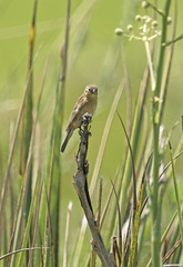 Sporophila palustris