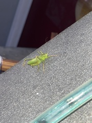 Platylyra californica