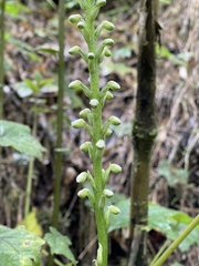 Gomphichis