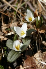 Trillium nivale