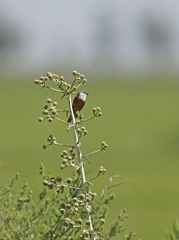 Sporophila palustris