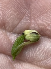 Gomphichis