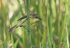 Pseudocolopteryx flaviventris
