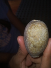 Lyncina vitellus