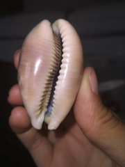 Lyncina vitellus