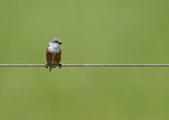 Sporophila palustris