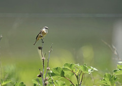 Sporophila palustris