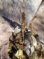 Tetramerium