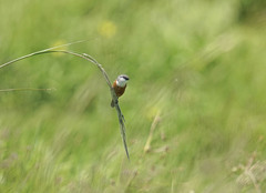 Sporophila palustris