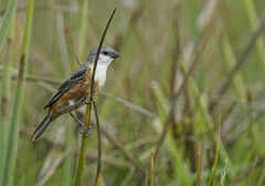 Sporophila palustris