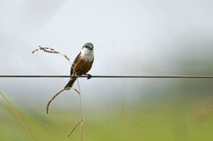 Sporophila palustris