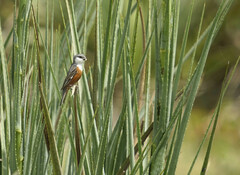 Sporophila palustris