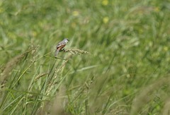 Sporophila palustris