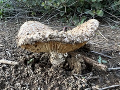 Neolentinus ponderosus