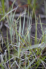 Carex livida