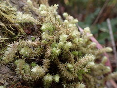 Ptychomnion aciculare