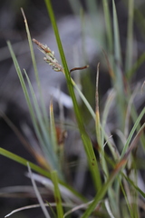 Carex livida