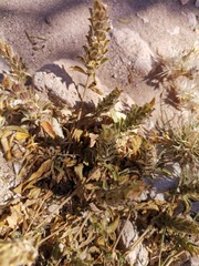 Tetramerium