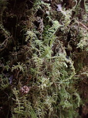 Thuidiopsis sparsa