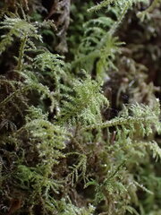 Thuidiopsis sparsa