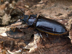 Mallodon spinibarbis