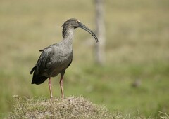 Theristicus caerulescens