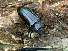 Mallodon spinibarbis