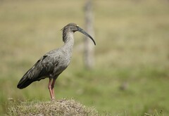 Theristicus caerulescens