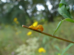 Cirrhophanus triangulifer