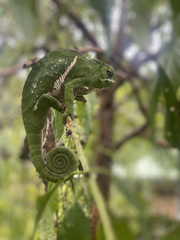 Furcifer balteatus