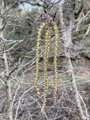 Alnus rhombifolia