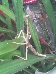 Libethra