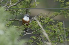 Sporophila palustris