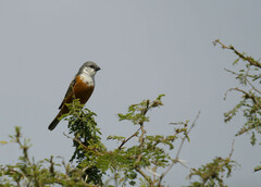 Sporophila palustris