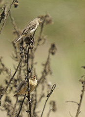 Sporophila palustris