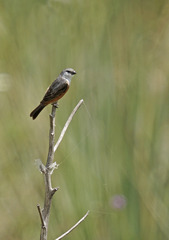 Sporophila palustris