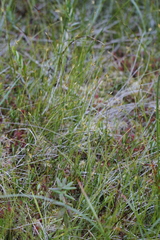 Carex pauciflora