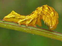 Cirrhophanus triangulifer