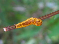 Cirrhophanus triangulifer