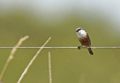 Sporophila palustris