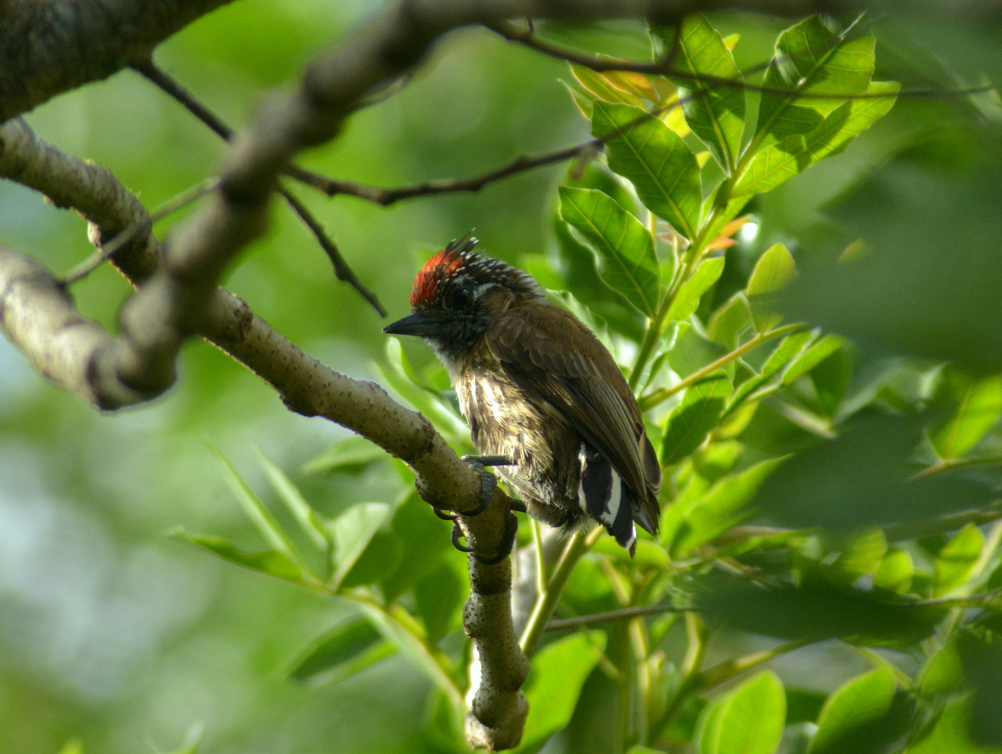 Mottled Piculet (Picumnus nebulosus), photo 5