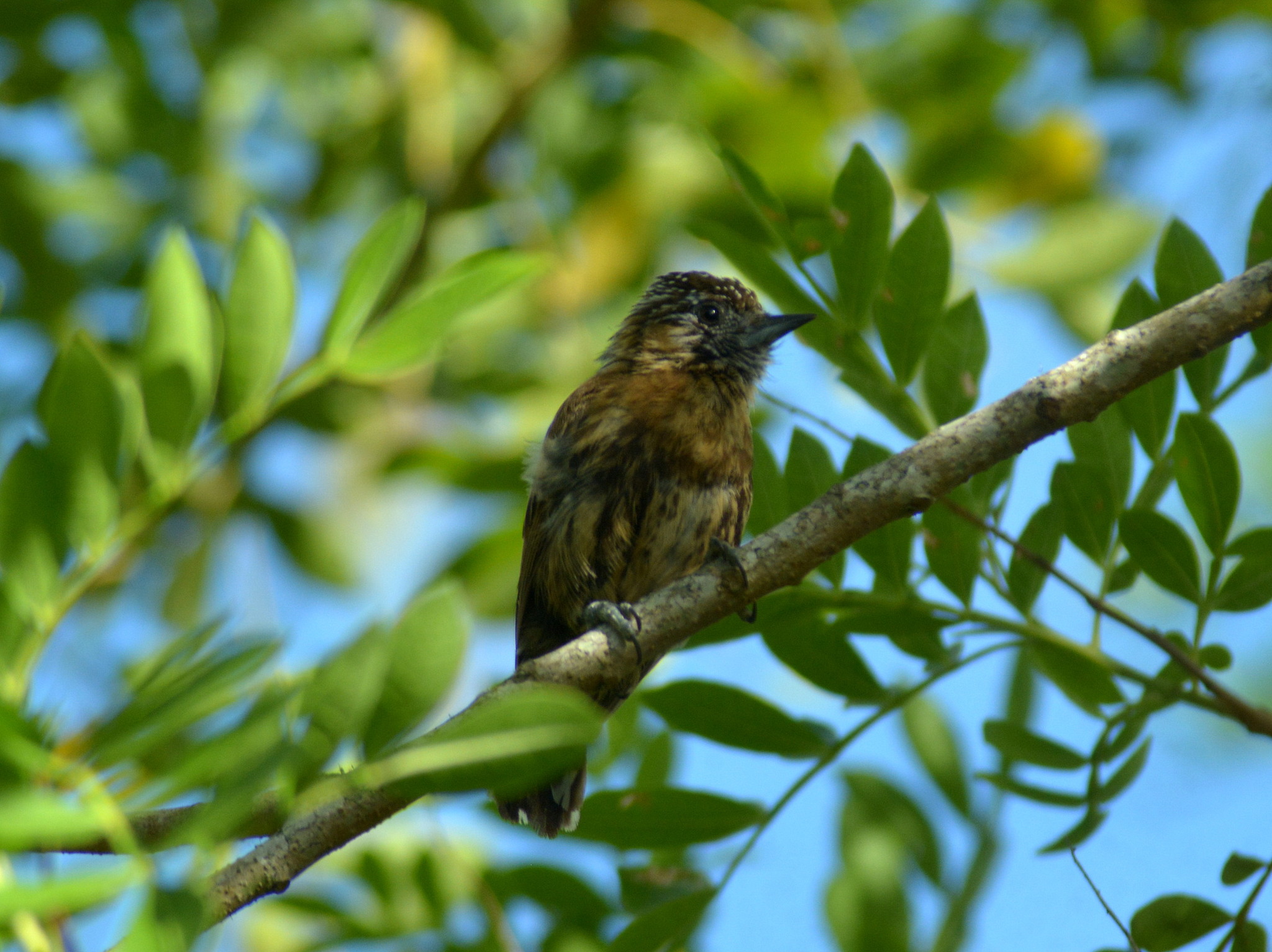 Mottled Piculet (Picumnus nebulosus), photo 6